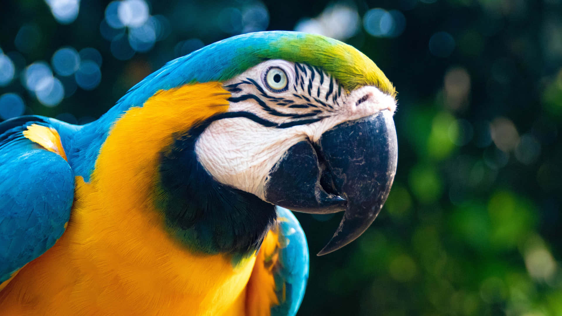 Macaw Bird Close Up Shot 4K Monitor Wallpaper