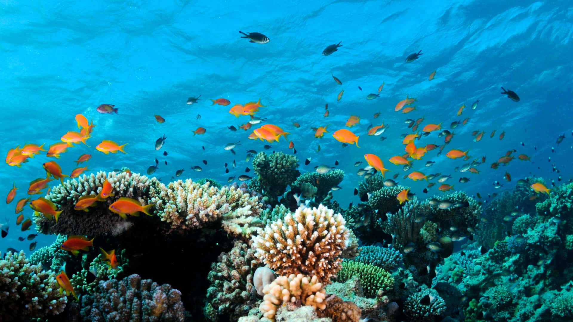 Et koralrev med mange fisk svømmer omkring det. Wallpaper