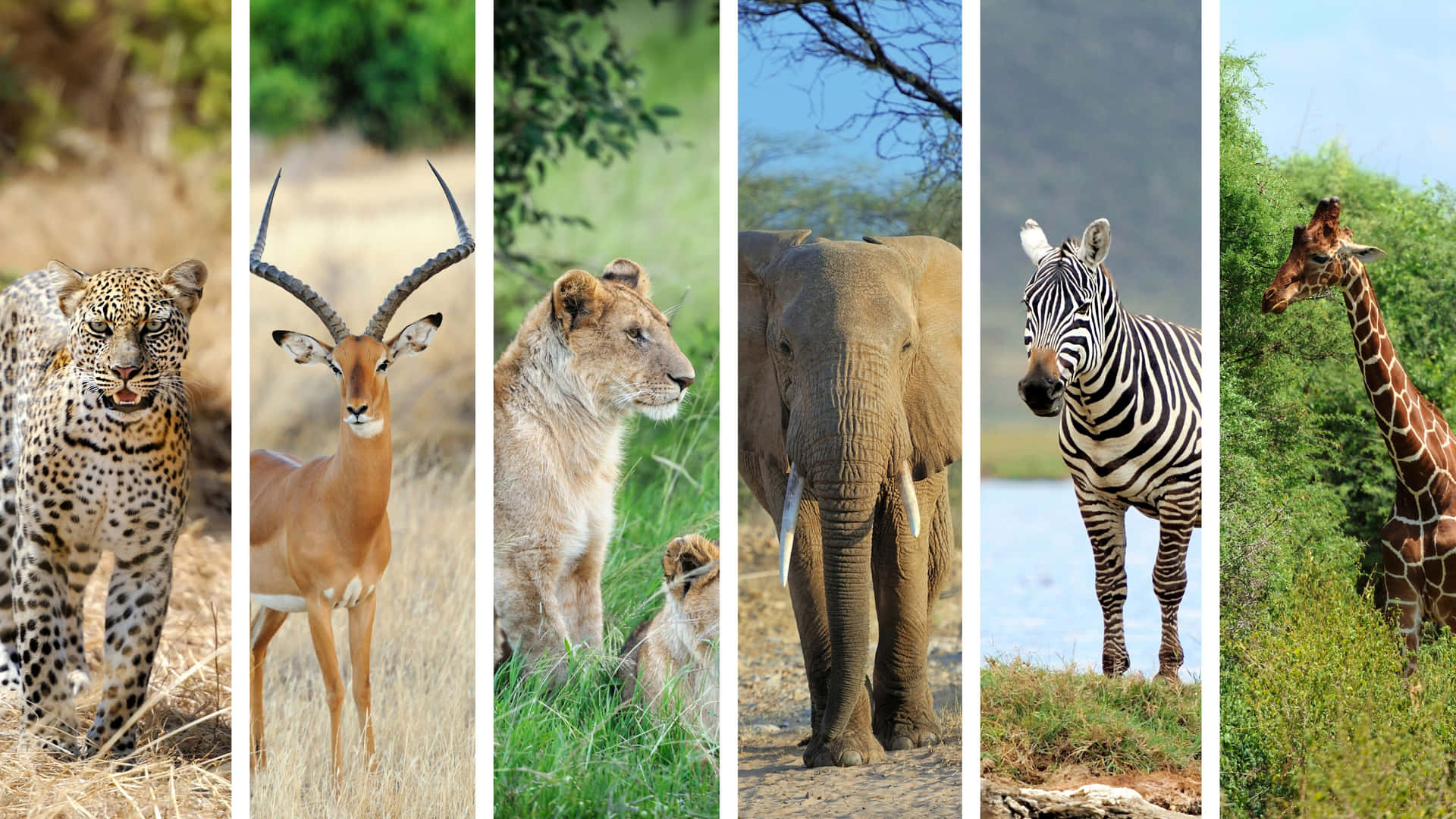 Illustrazionedi Animali Selvaggi Africani Per Monitor 4k Sfondo
