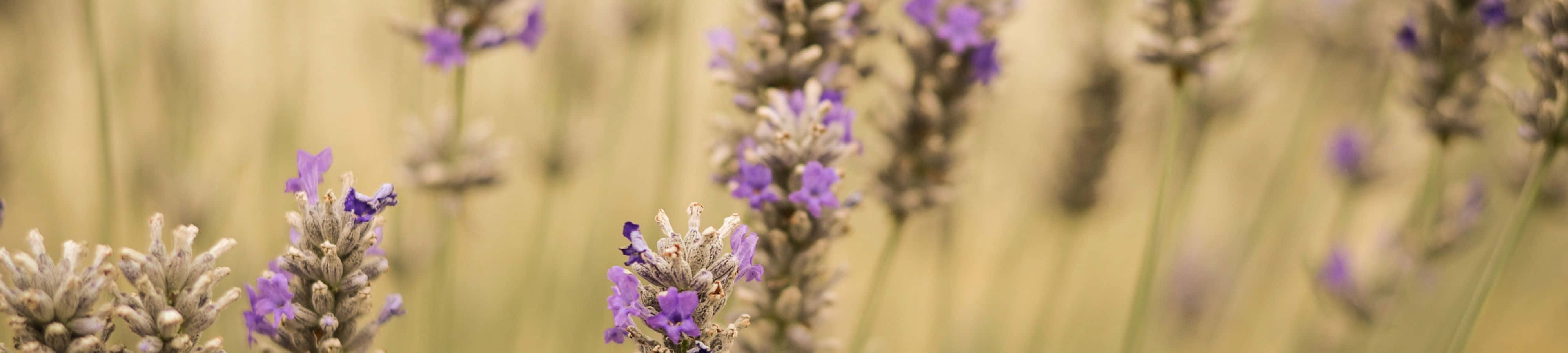 Lavender Flowers In A Field With A Blurry Background