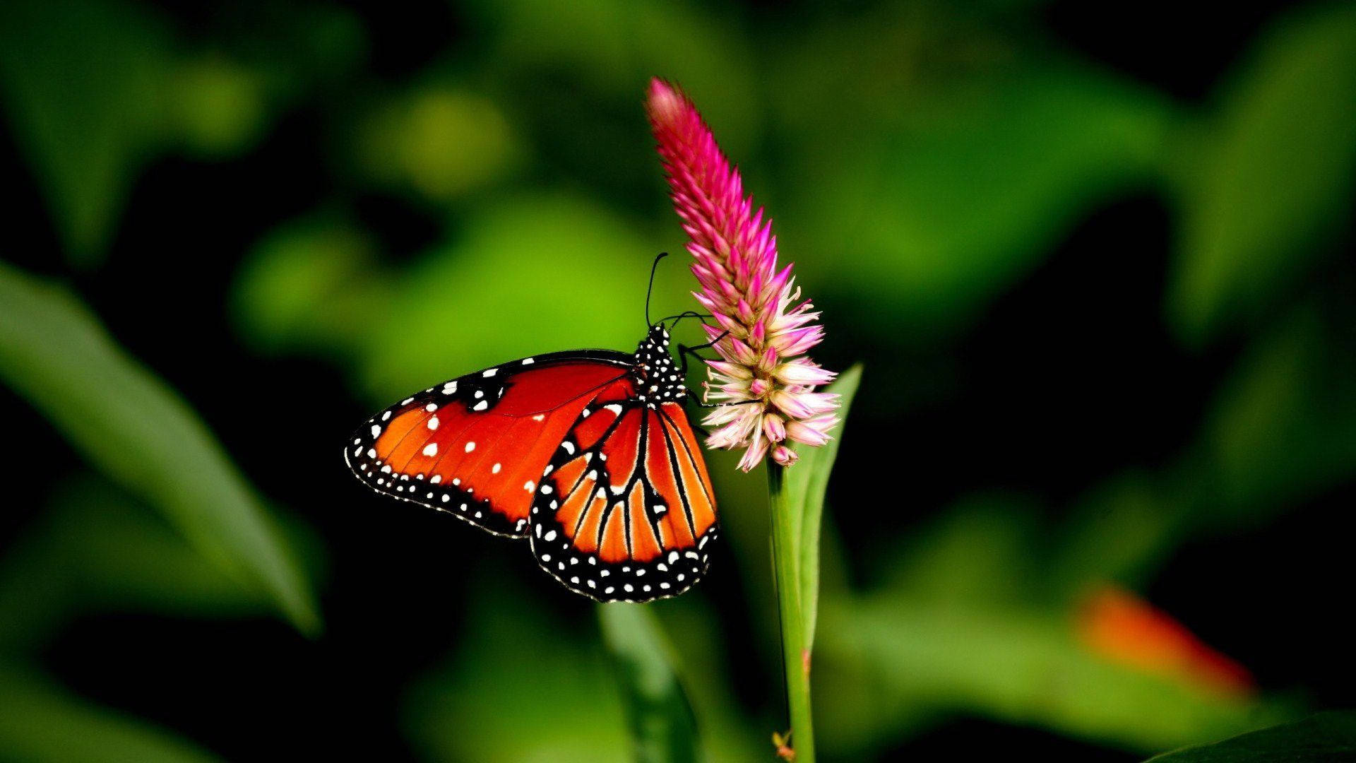4k Nature Butterfly