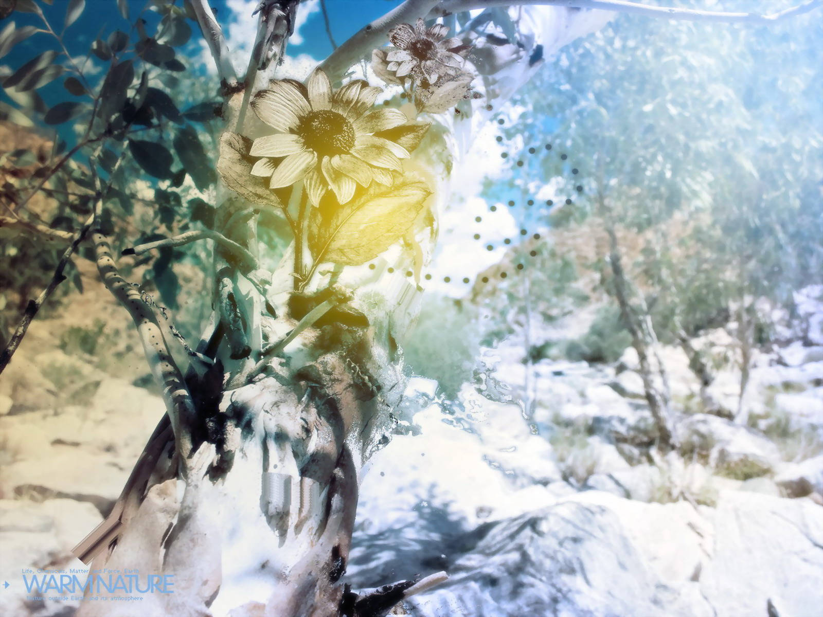 4k Nature Flower And Snow Wallpaper