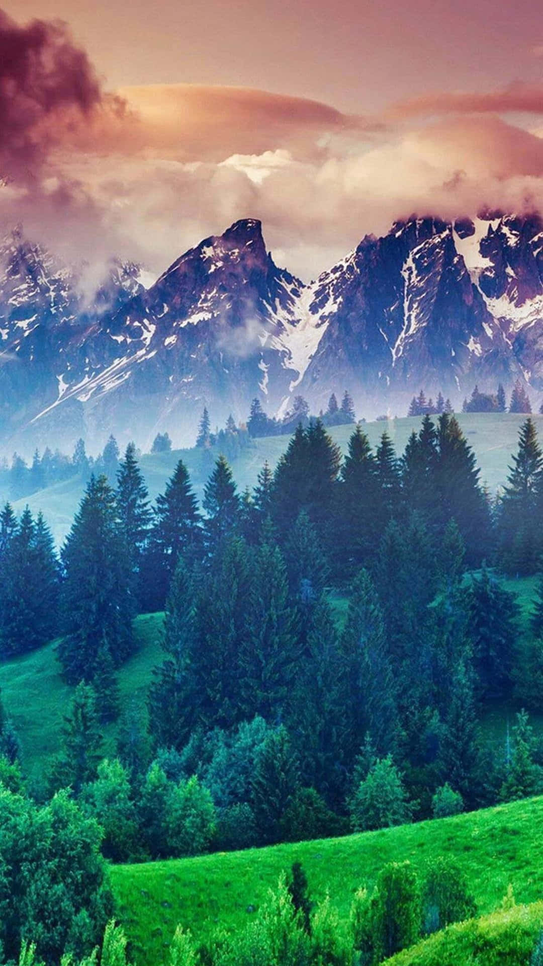 Trees In Nature 4K iPhone Wallpaper