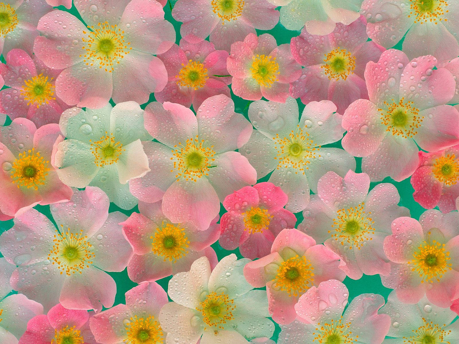 4k Nature Pink Flowers Wallpaper