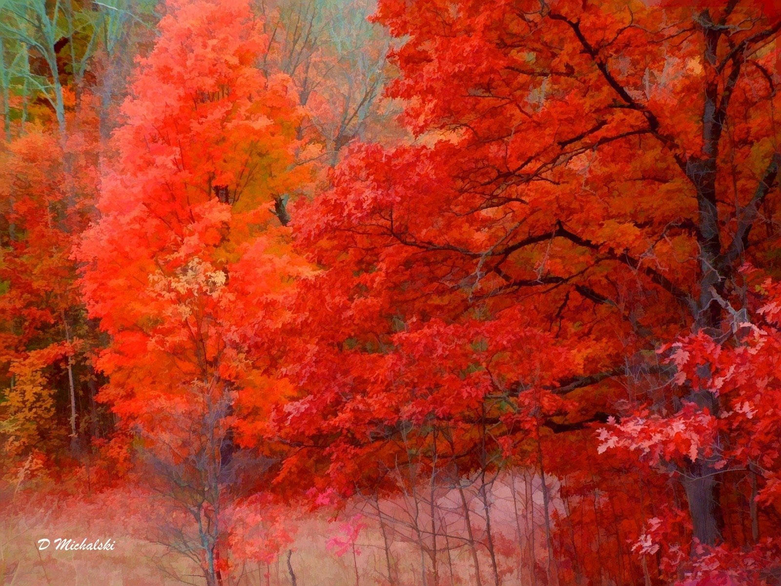 4k Nature Red Trees