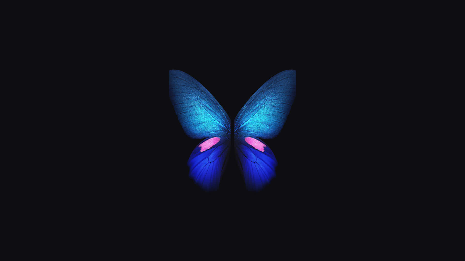 Blue Butterfly 4k Oled Background