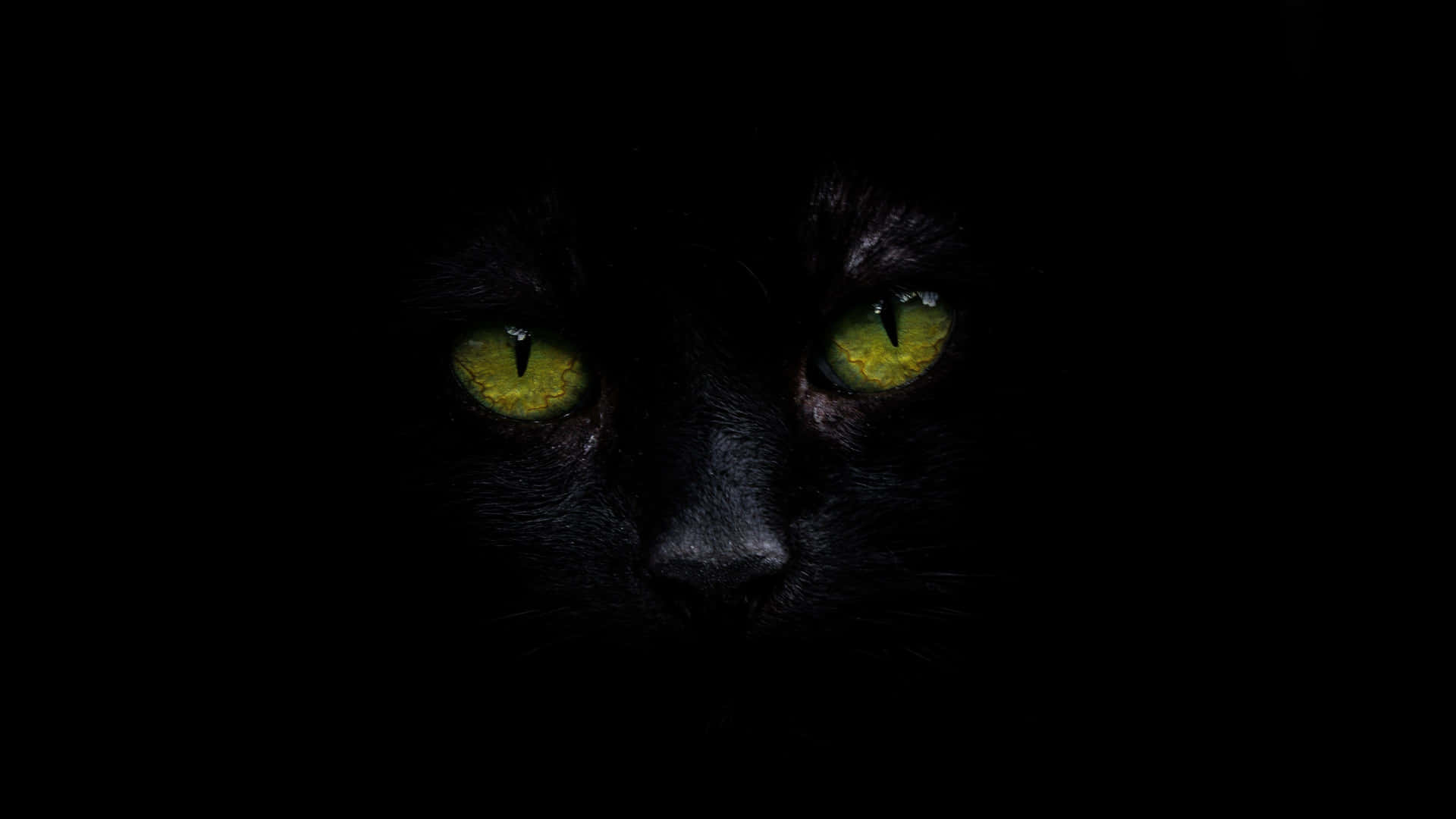 Black Cat 4k Oled Background