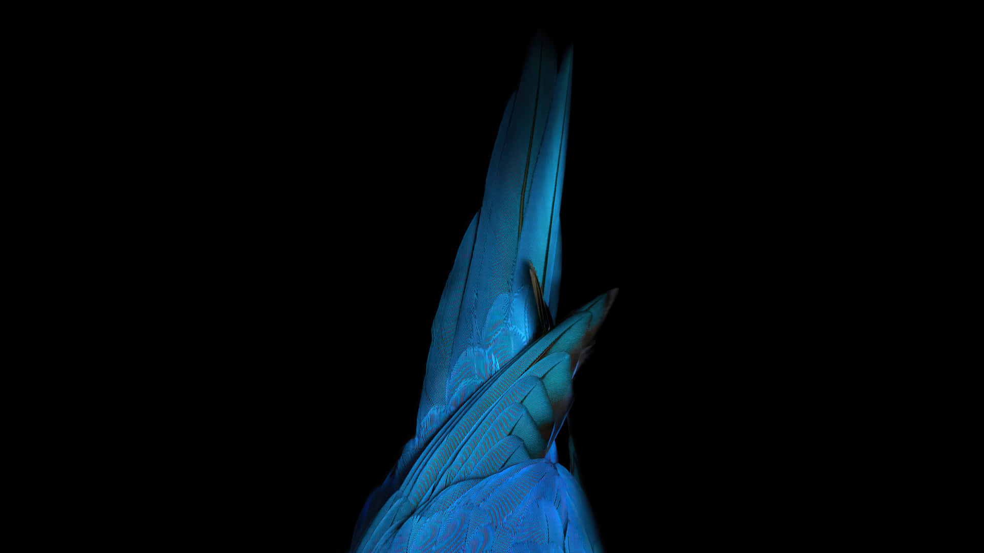 Blue Bird's Tail 4K OLED Background