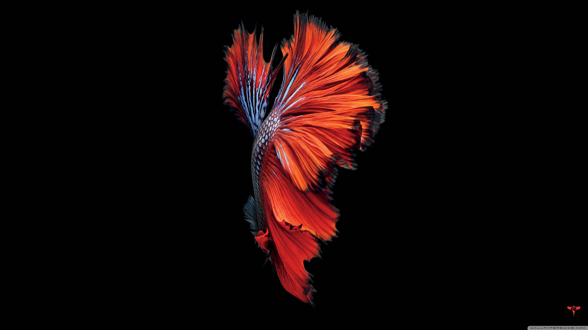 A vibrant red fish swimming through a crystal-clear ocean. Wallpaper