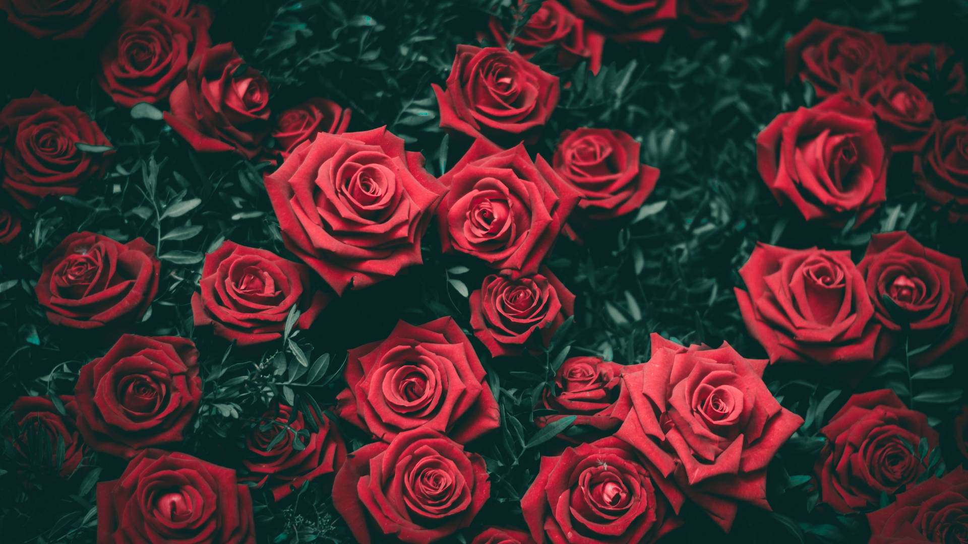 4K Red Roses Wallpaper