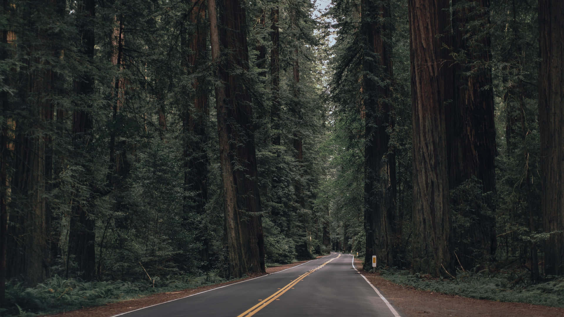 A Road In The Middle Of A Forest Wallpaper