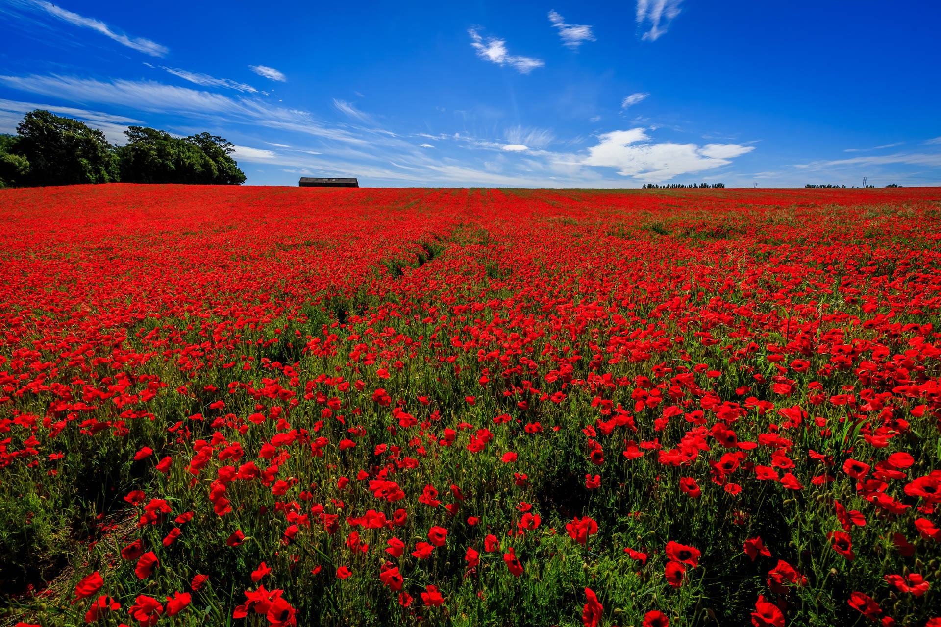 4K Sky Red Poppy Flower Field Wallpaper