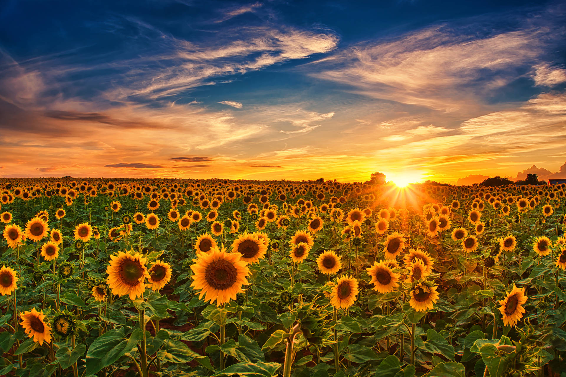 4K Sky Sunflower Field Golden Hour Wallpaper