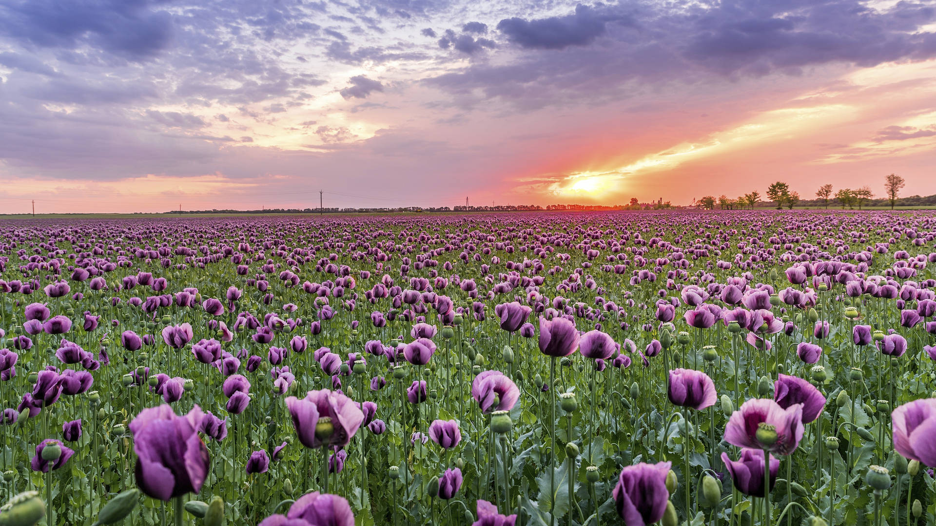 Floral Design: 4K himmel solnedgang lilla opium valmue blomsterdesign. Wallpaper