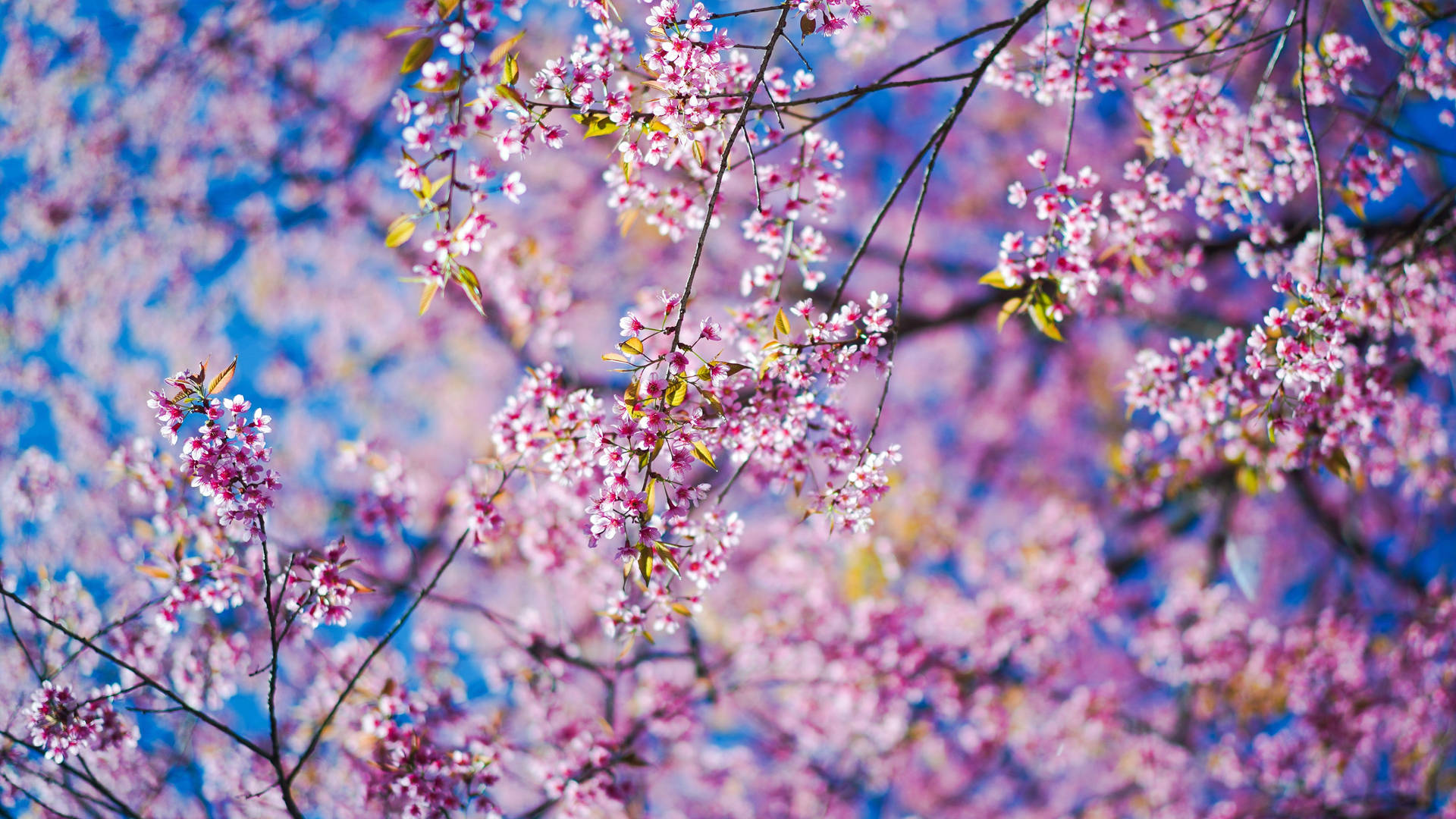 4k Spring Blossoming Pink Flowers Background
