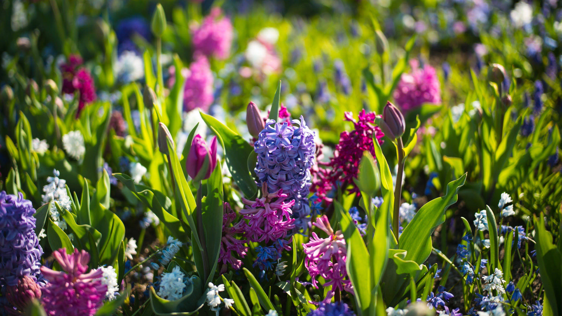 Floresprimaverales De Color Violeta Y Rosa En Resolución 4k. Fondo de pantalla
