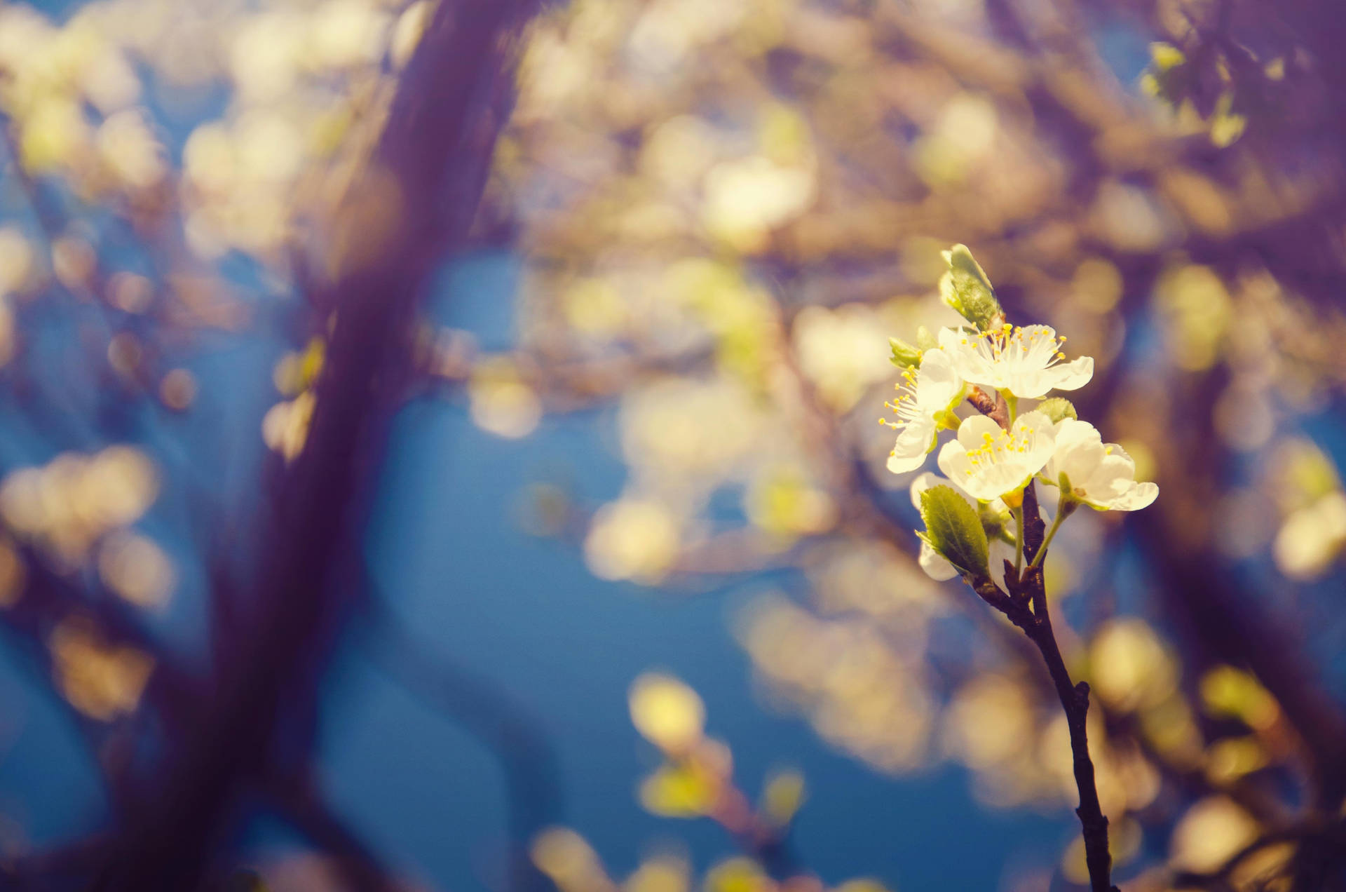 Floresblancas De Primavera En 4k Fondo de pantalla