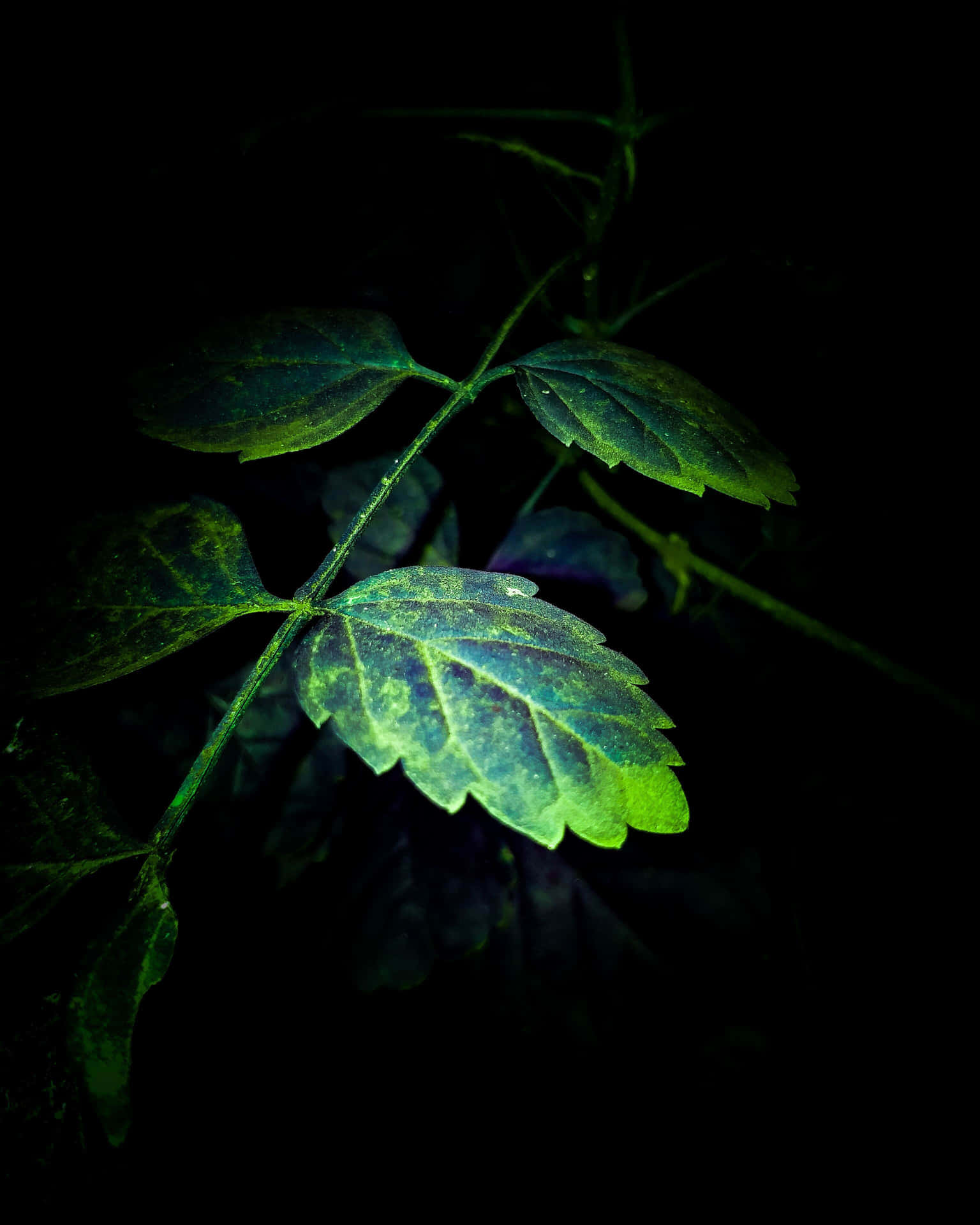 A Green Leaf In The Dark Wallpaper