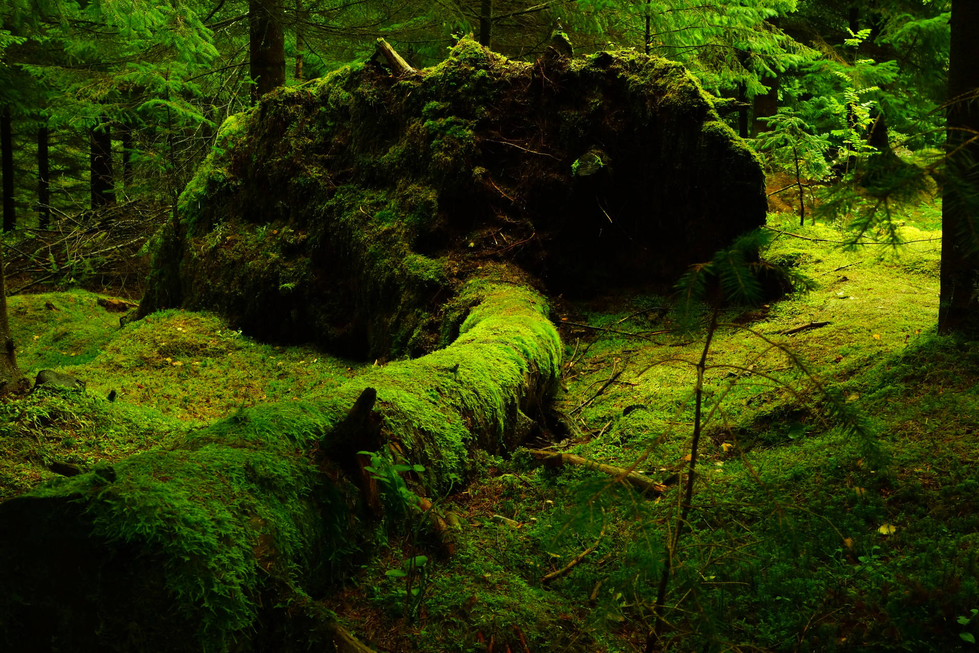 4k Tablet Mossy Forest Floor