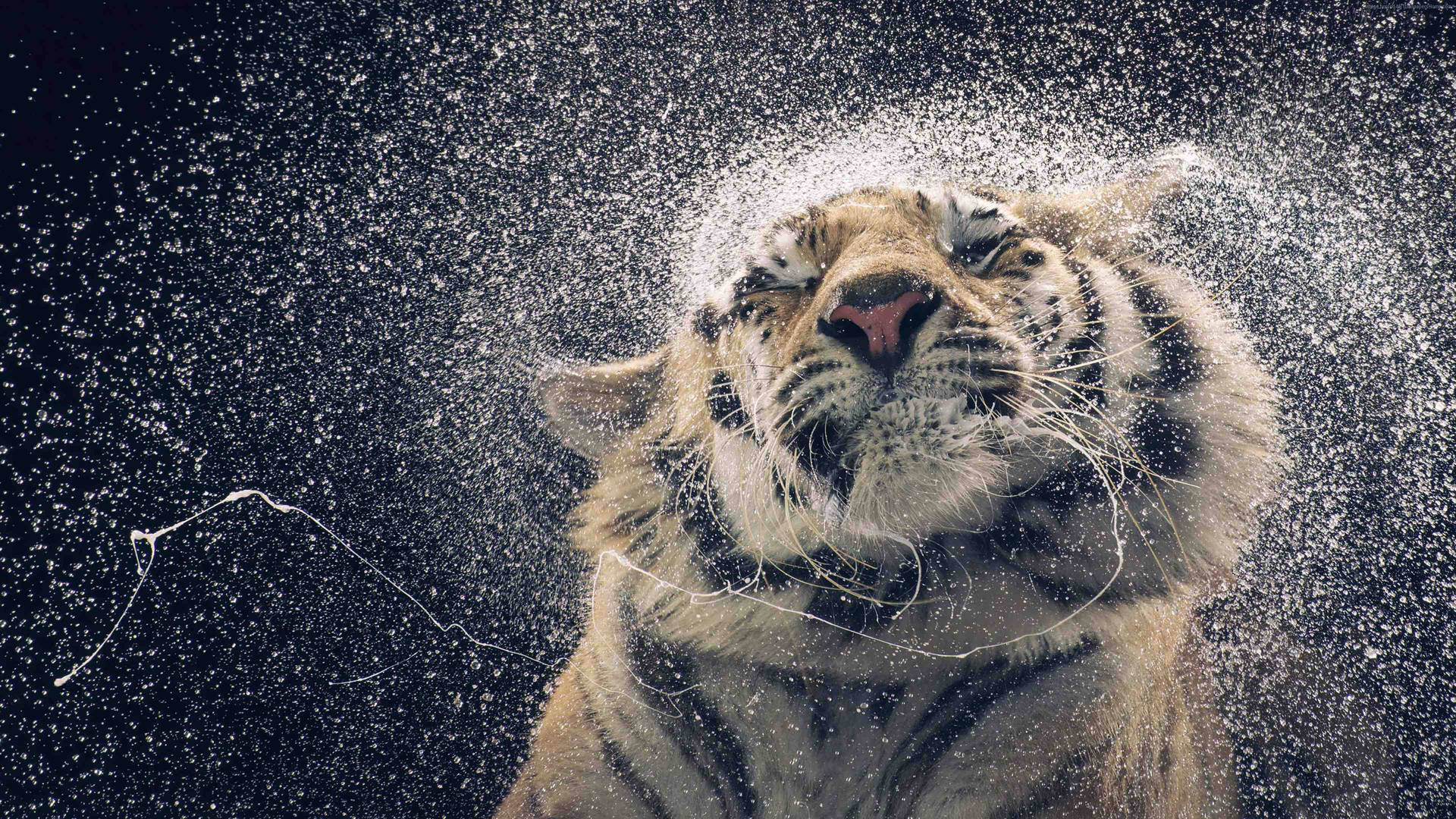 Majestic Tiger Shaking Its Head Wallpaper