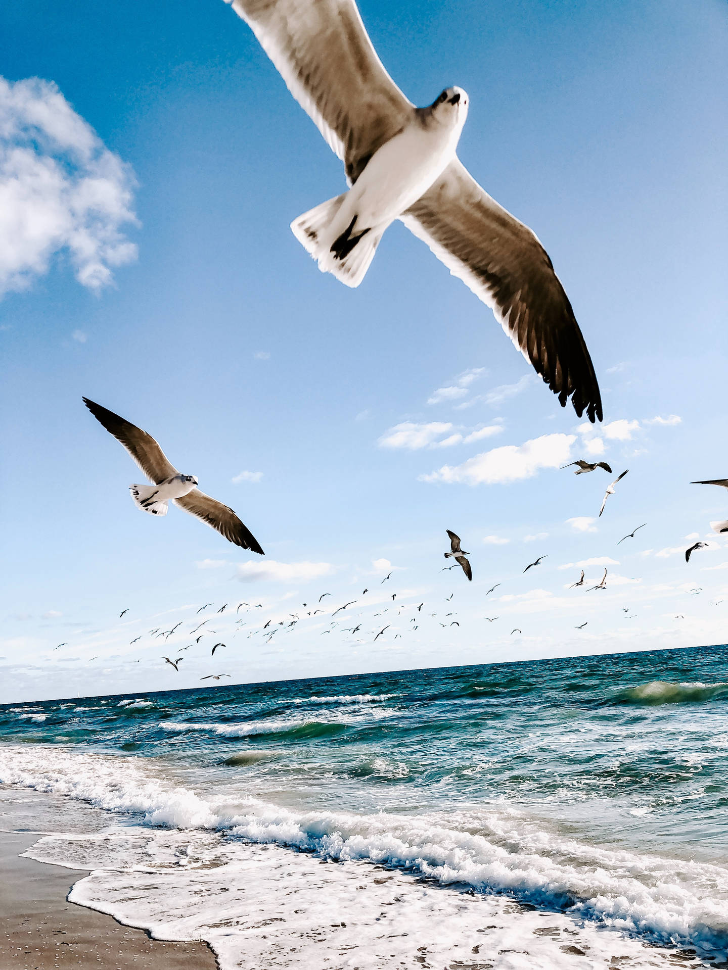 4k Ultra Hd Beach Seagulls Wallpaper