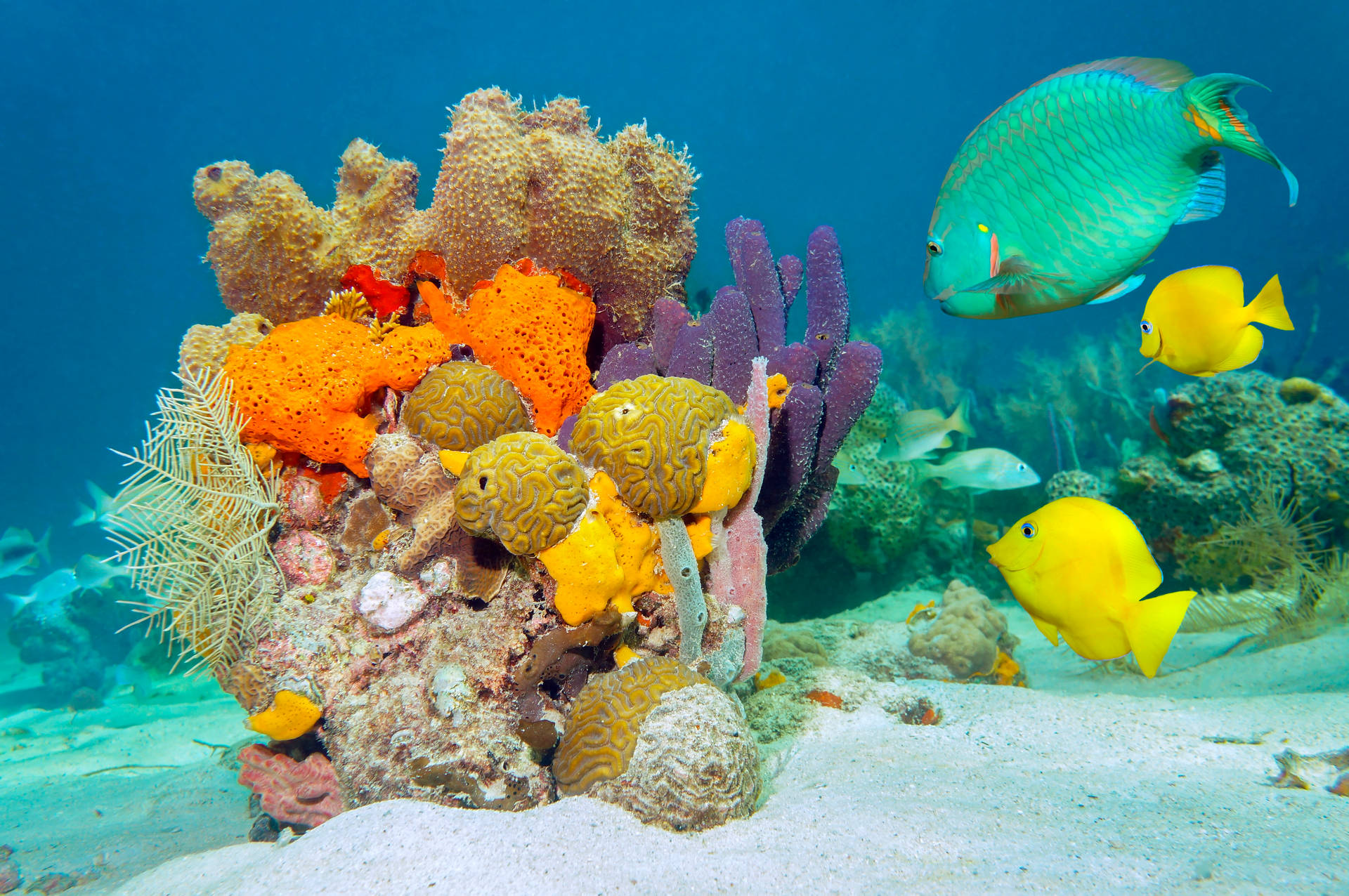 Pesciin Ultrasuono 4k Intorno Ai Coralli Sfondo