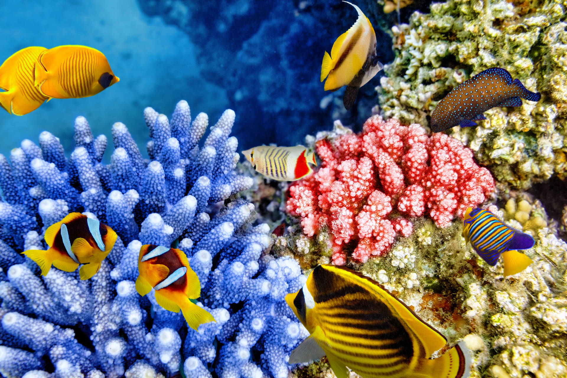 4K Ultra HD Fish Blue And Pink Corals Wallpaper