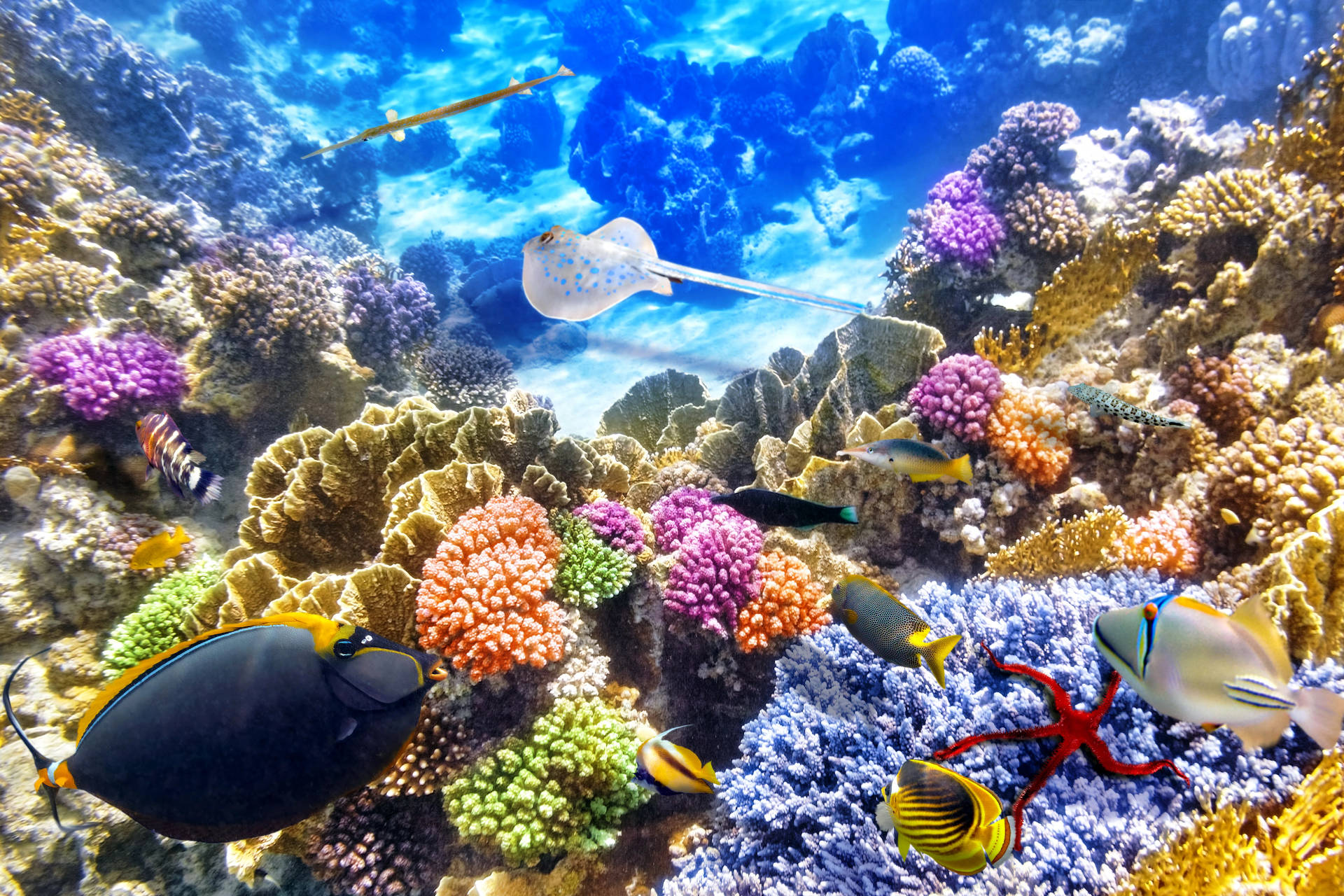 Pecesde Colores En Un Arrecife De Coral En 4k Ultra Hd Fondo de pantalla
