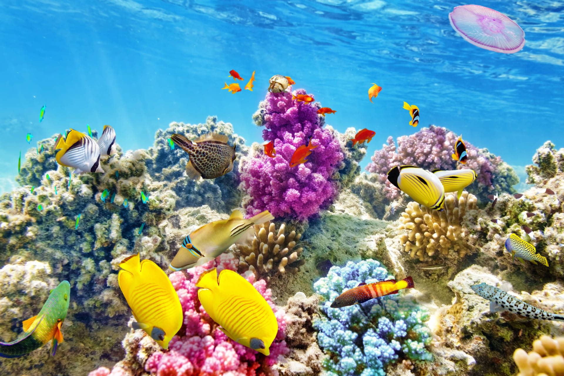 4K Ultra HD Fish Colorful Sea Life Wallpaper