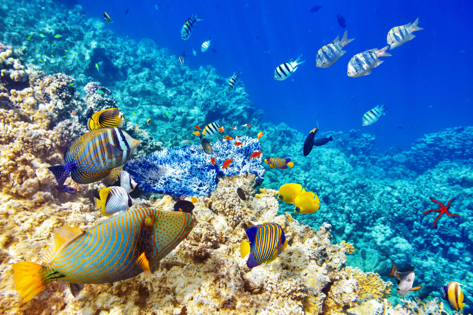 Pecesen Arrecifes Azules En Ultra Alta Definición 4k Fondo de pantalla