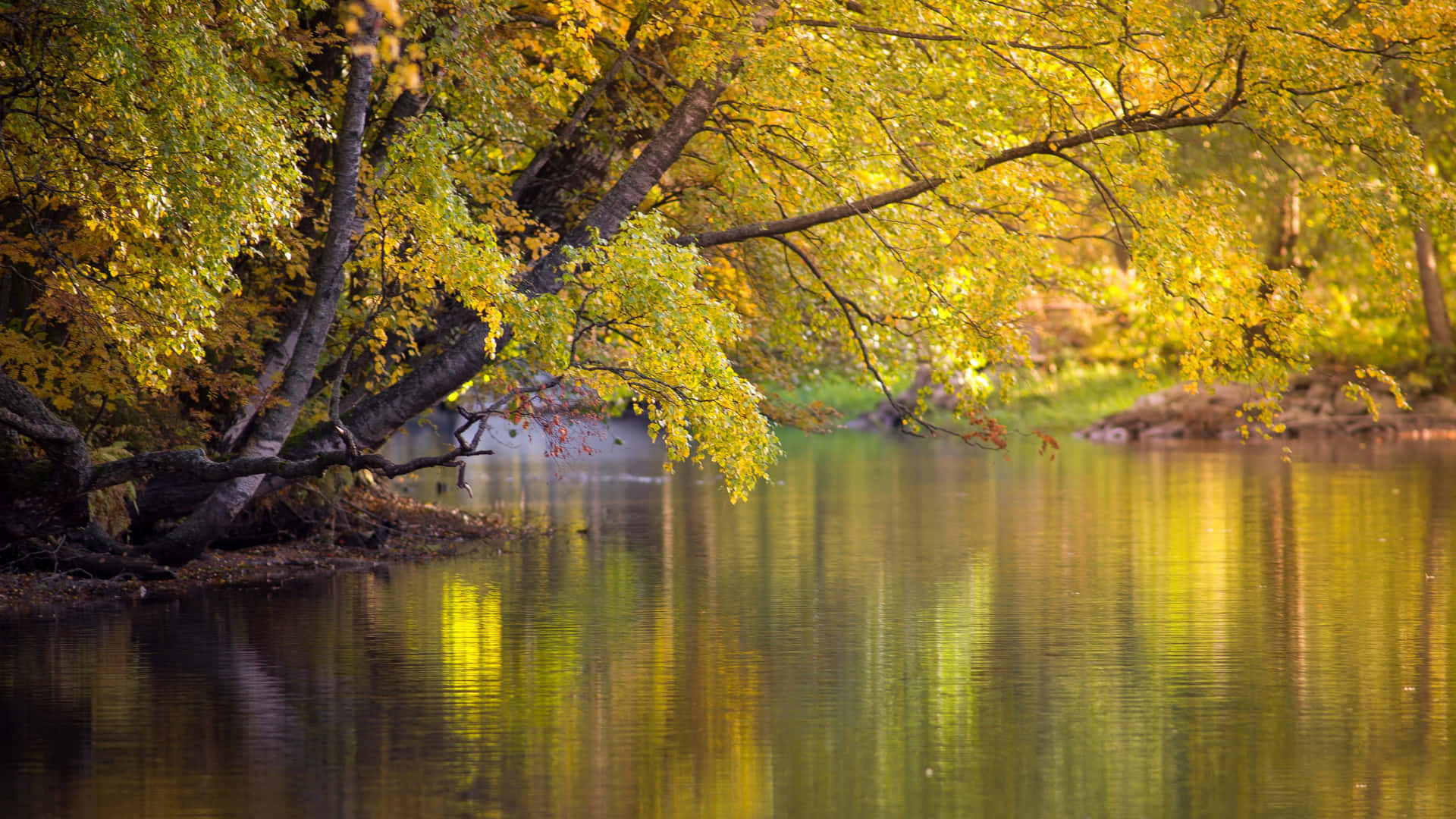 A River With Trees In The Background Wallpaper