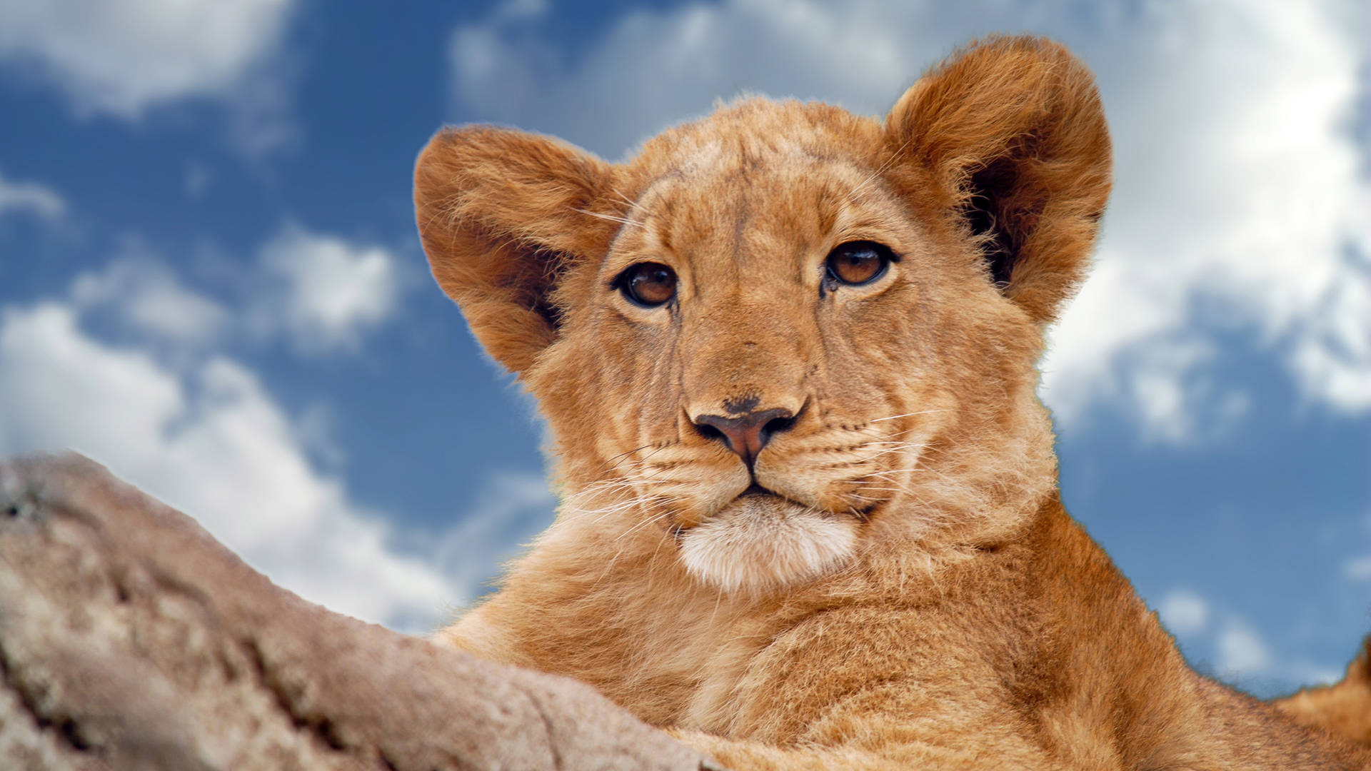 Majestic Lion Cub Captured in 4K Ultra HD Wallpaper