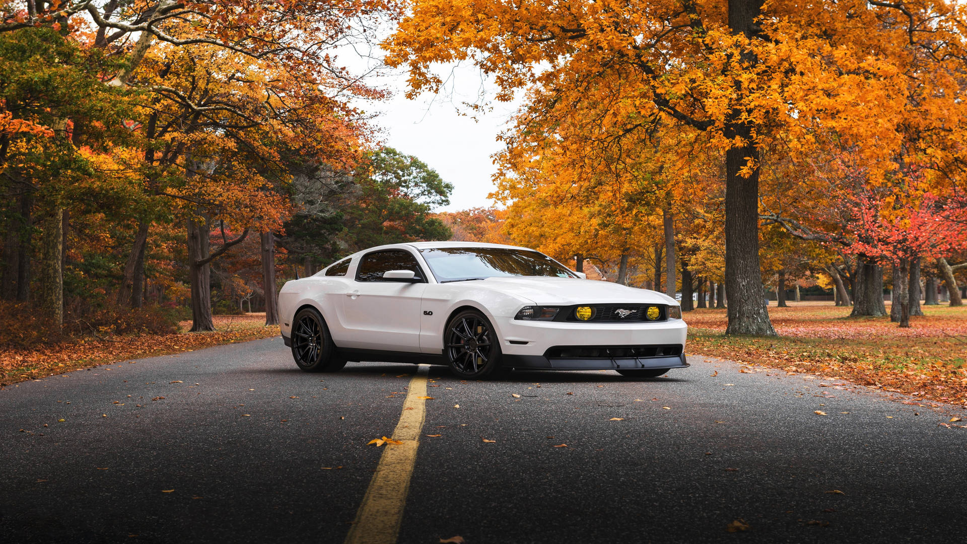 Auto Mustang 4k Ultra Hd Durante L'autunno Sfondo