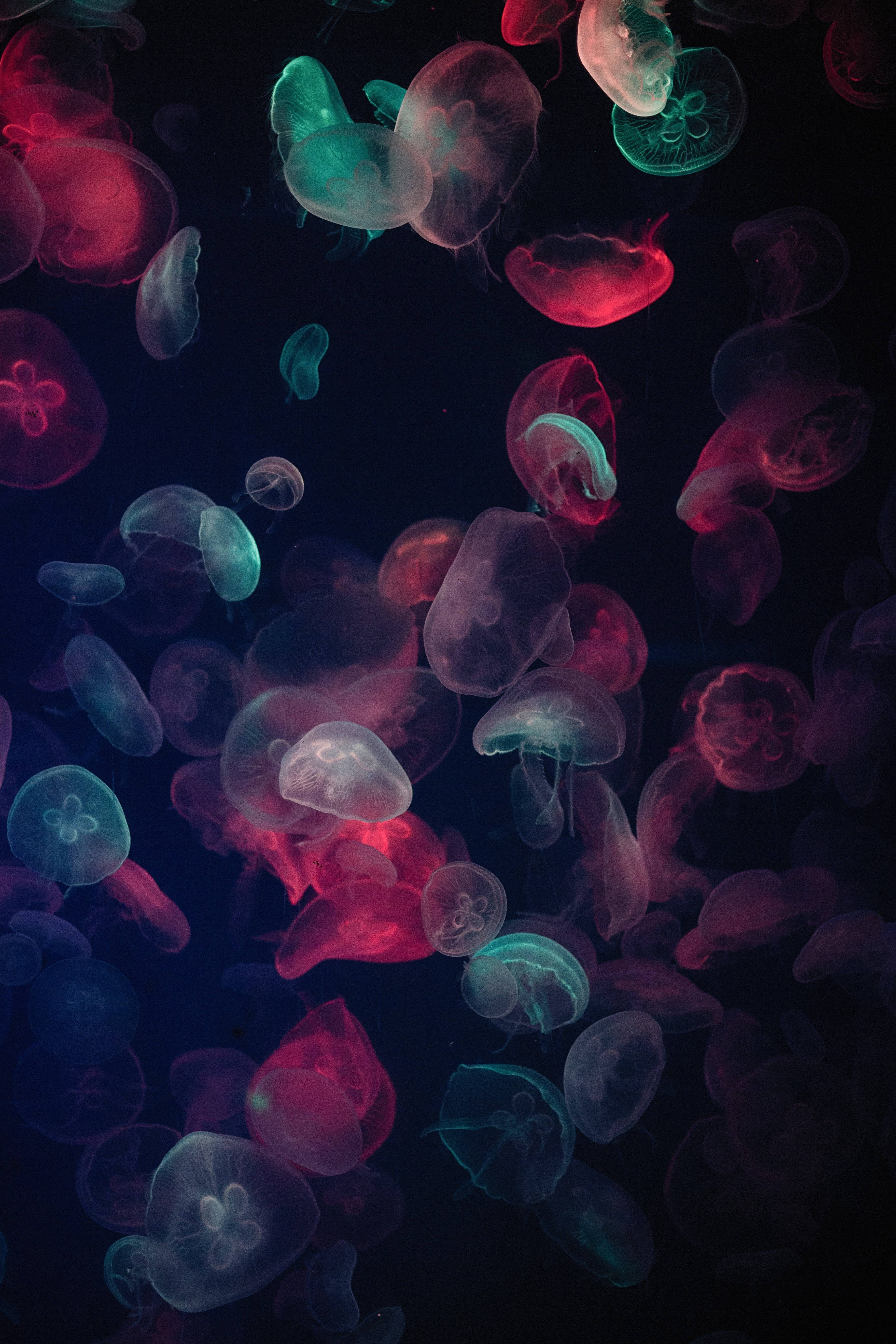 4k Ultra Hd Phone Colorful Jellyfishes Background