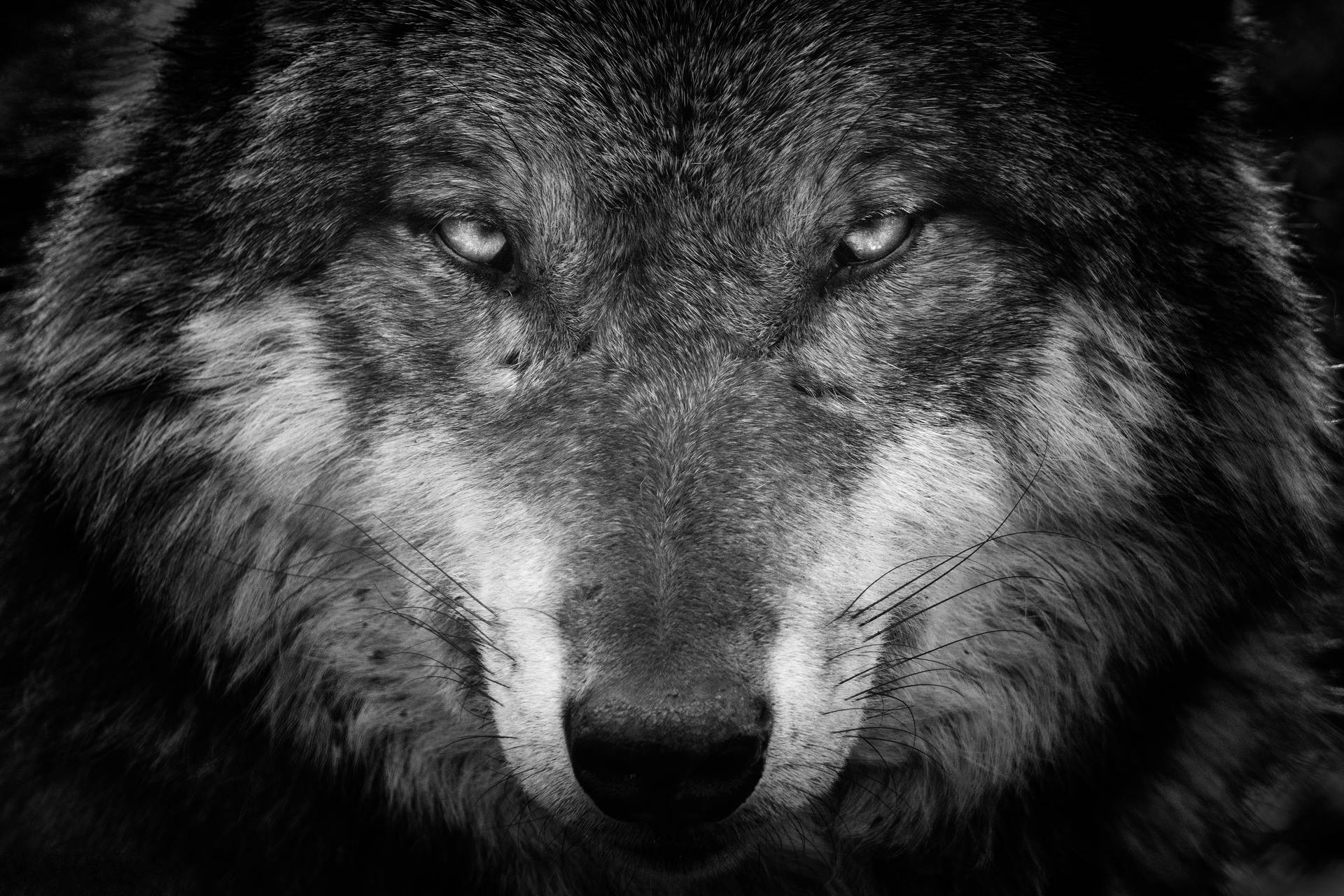 4K Ultra HD Photo Of Wolf Face Wallpaper