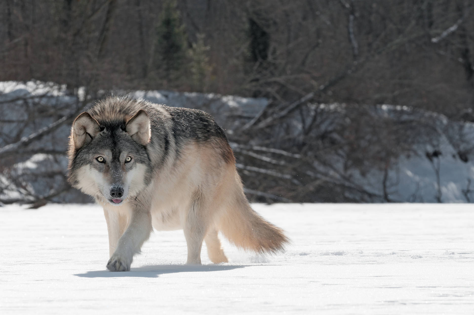 4k Ultra Hd Wolf On Snow Wallpaper