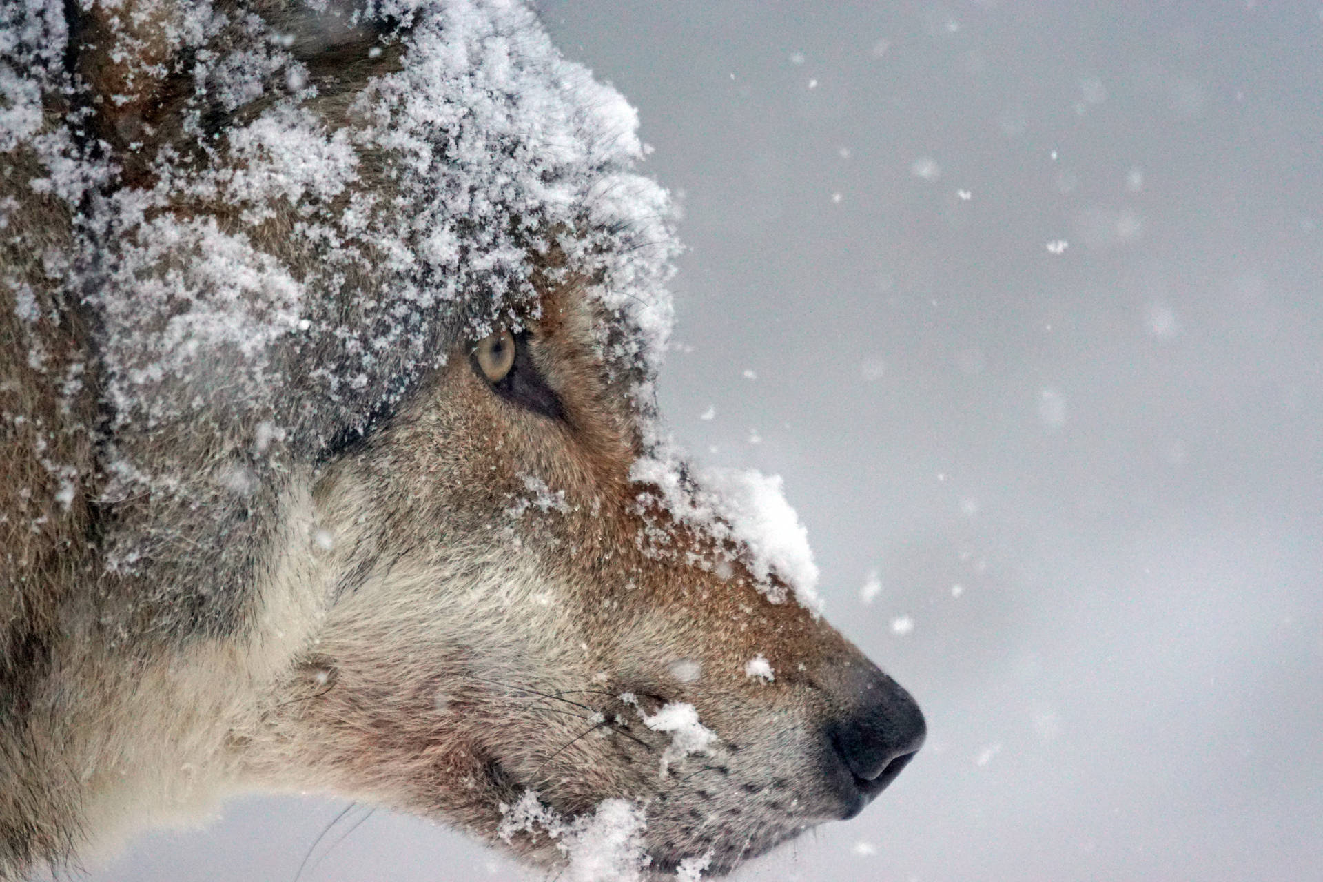 4k Ultra Hd Wolf With Snow Wallpaper
