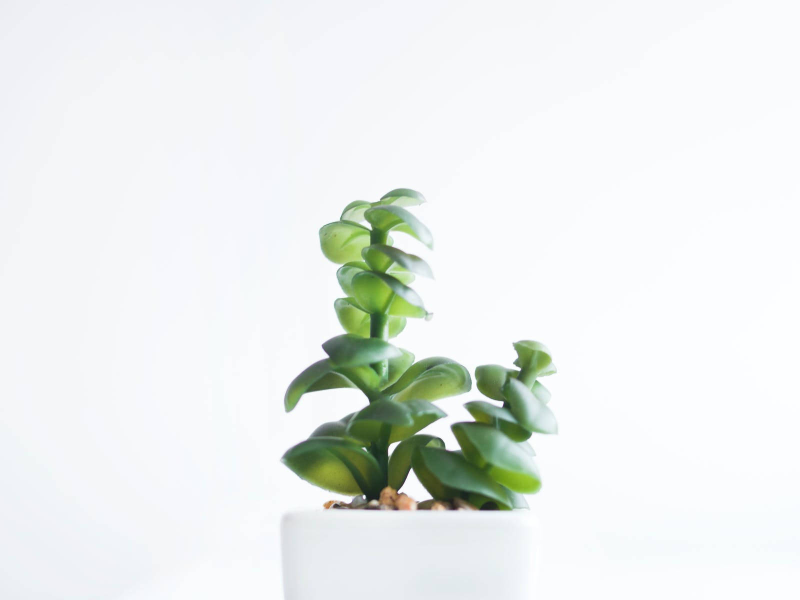 4k White Background With Plant Wallpaper