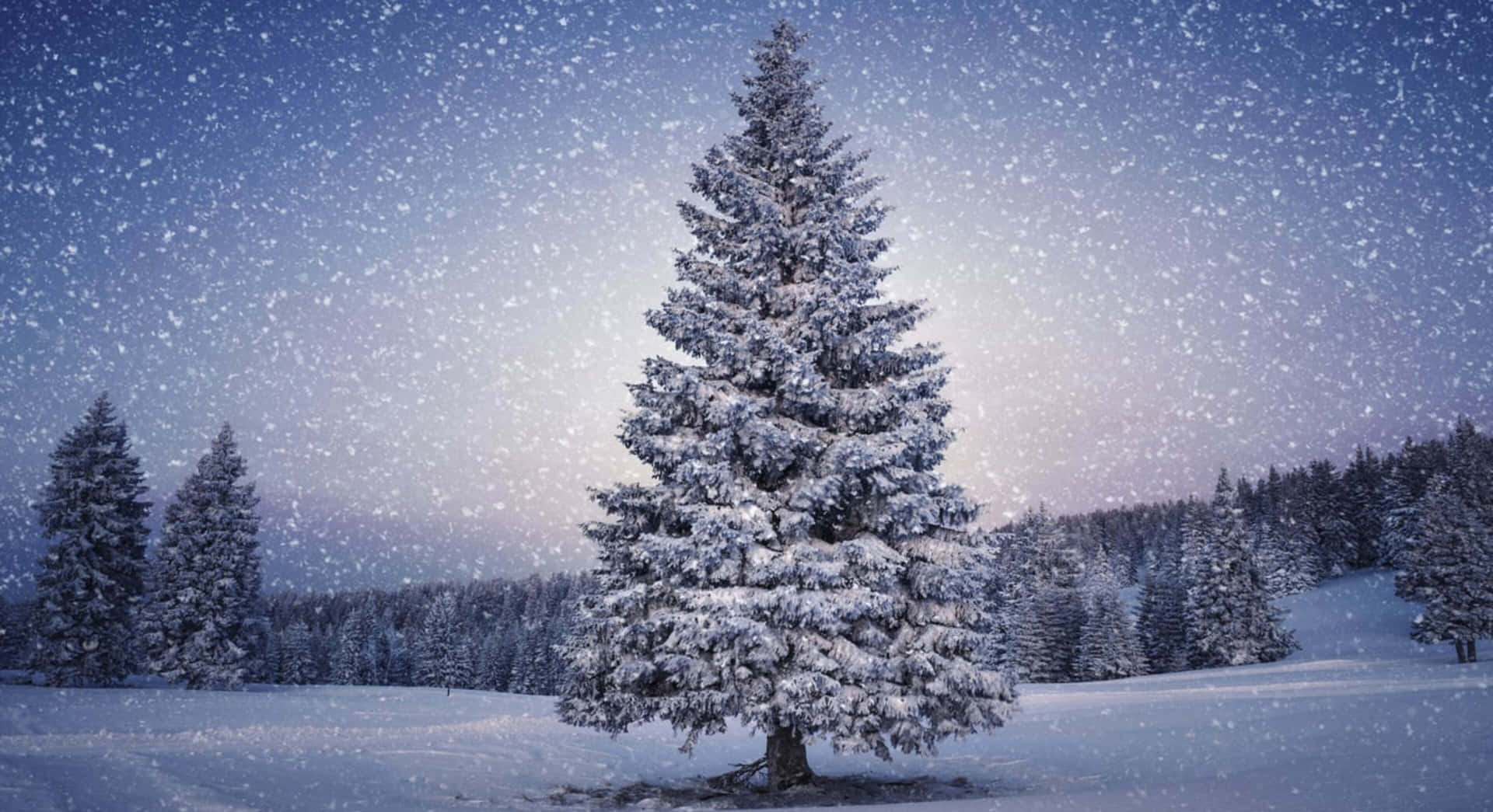 Pine Tree In 4k Winter Background
