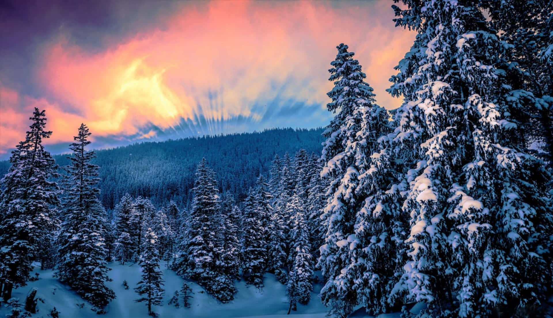 Mountain With Pine Tree 4k Winter Background