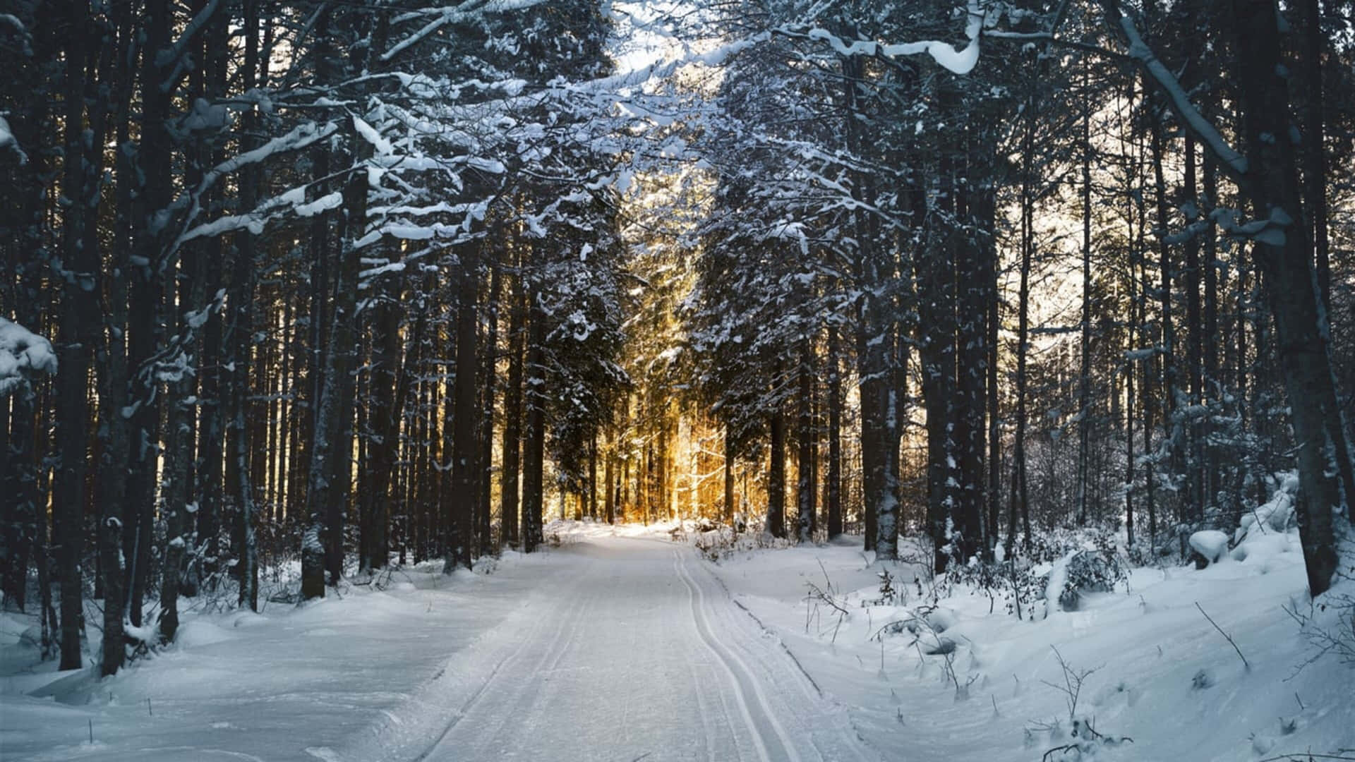 Forest Road In 4k Winter Background