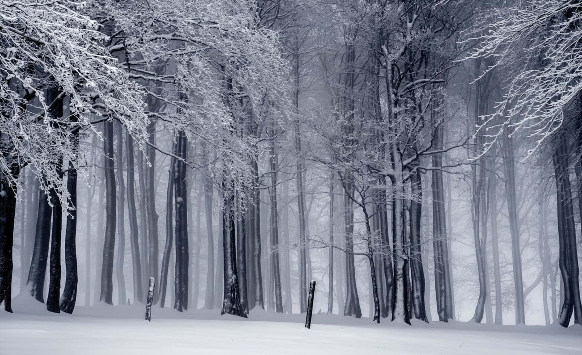 Frosty Forest In 4k Winter Background