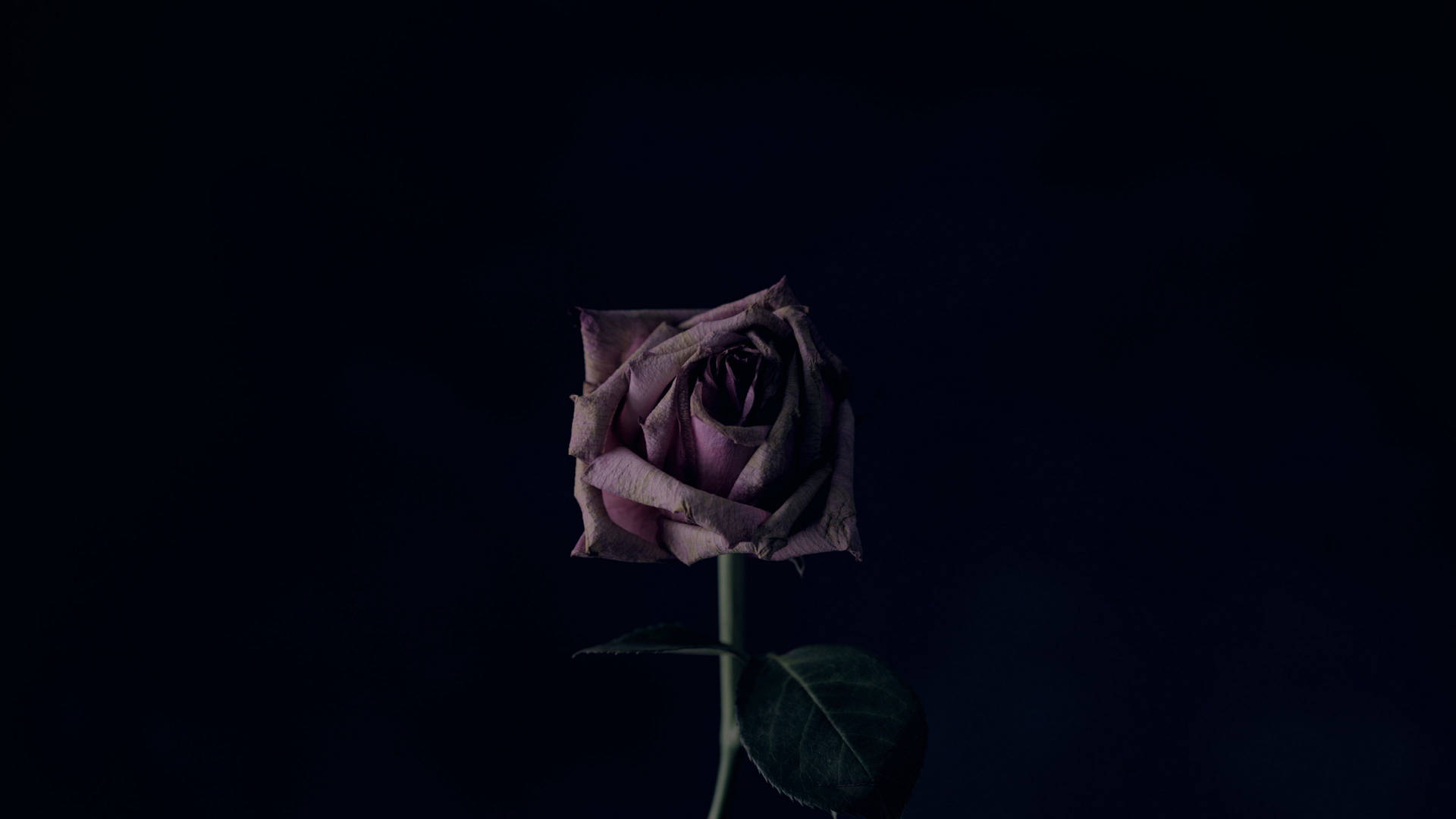 4K Withered Rose Wallpaper