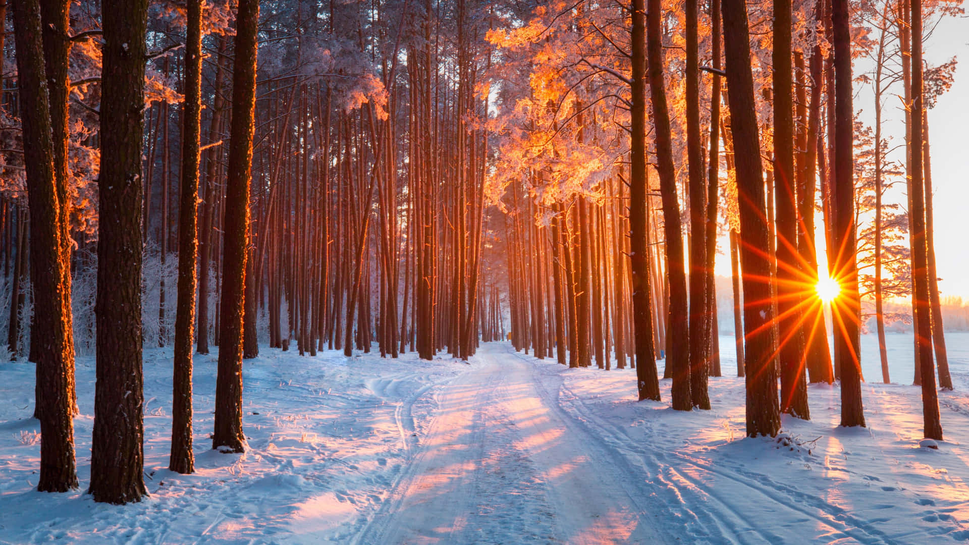 A Snow Covered Path In A Forest With The Sun Shining Through The Trees Wallpaper