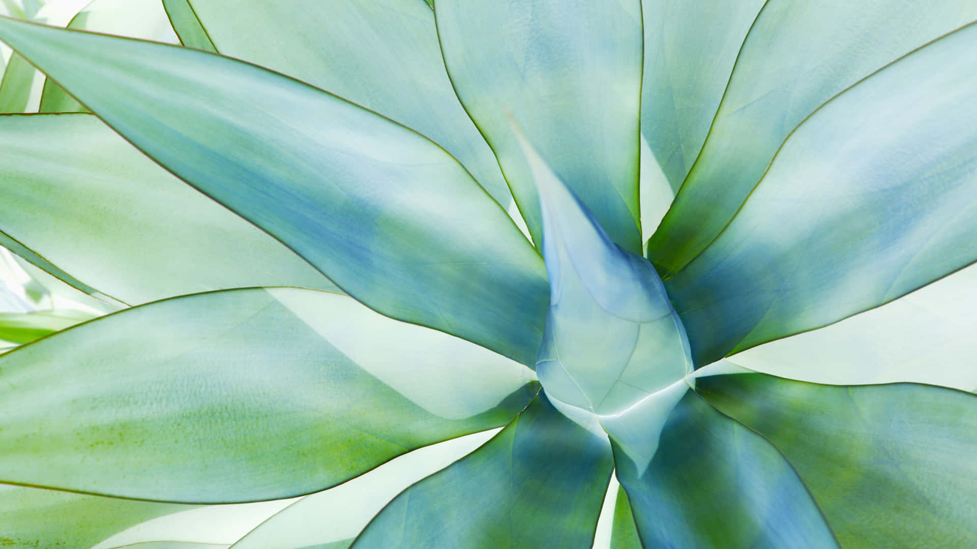 A Close Up Of A Green Plant Wallpaper