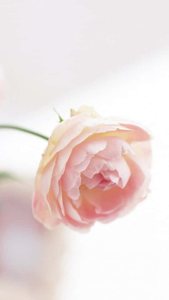 a pink rose is sitting in a vase Wallpaper