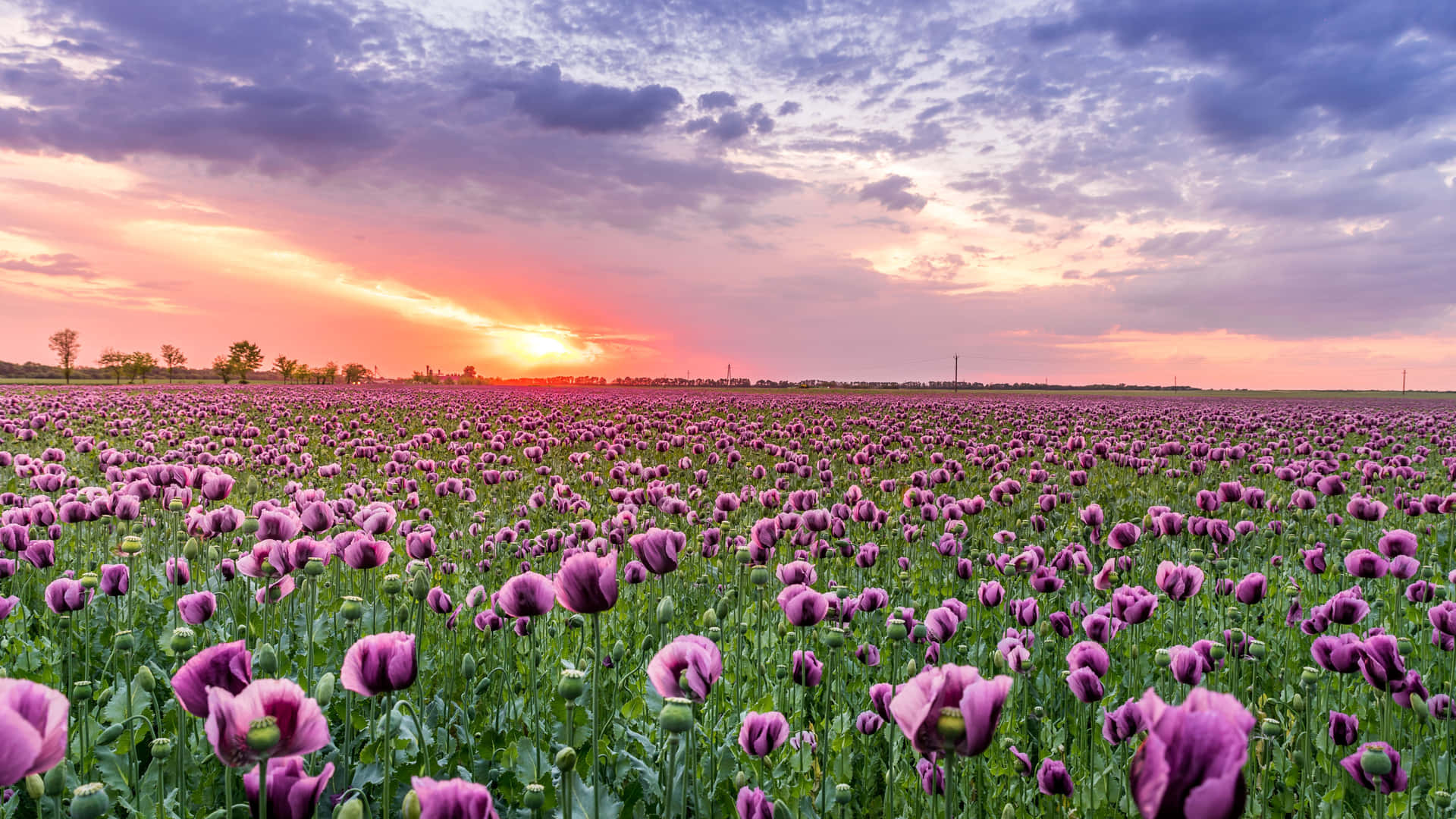 A Field Of Purple Tulips At Sunset