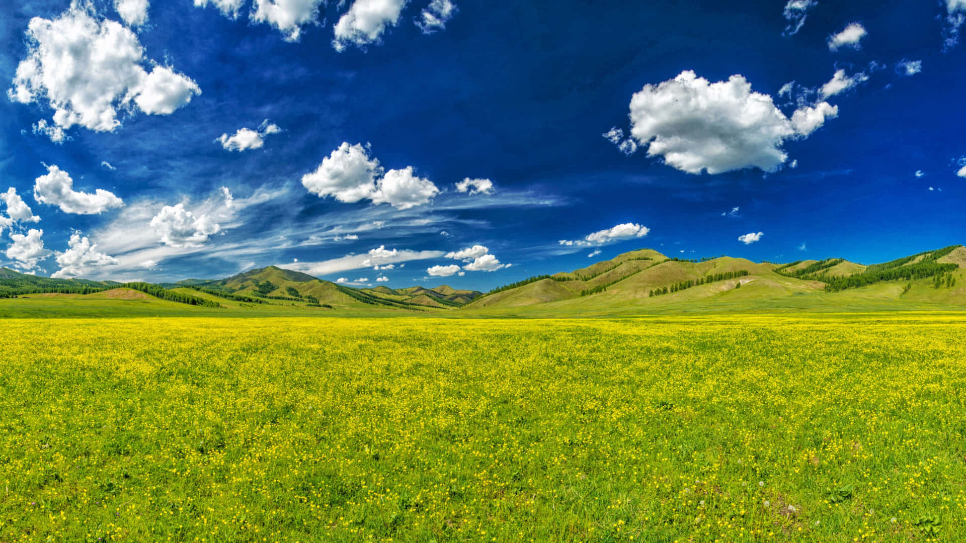 A Field Of Yellow Flowers With Clouds In The Sky