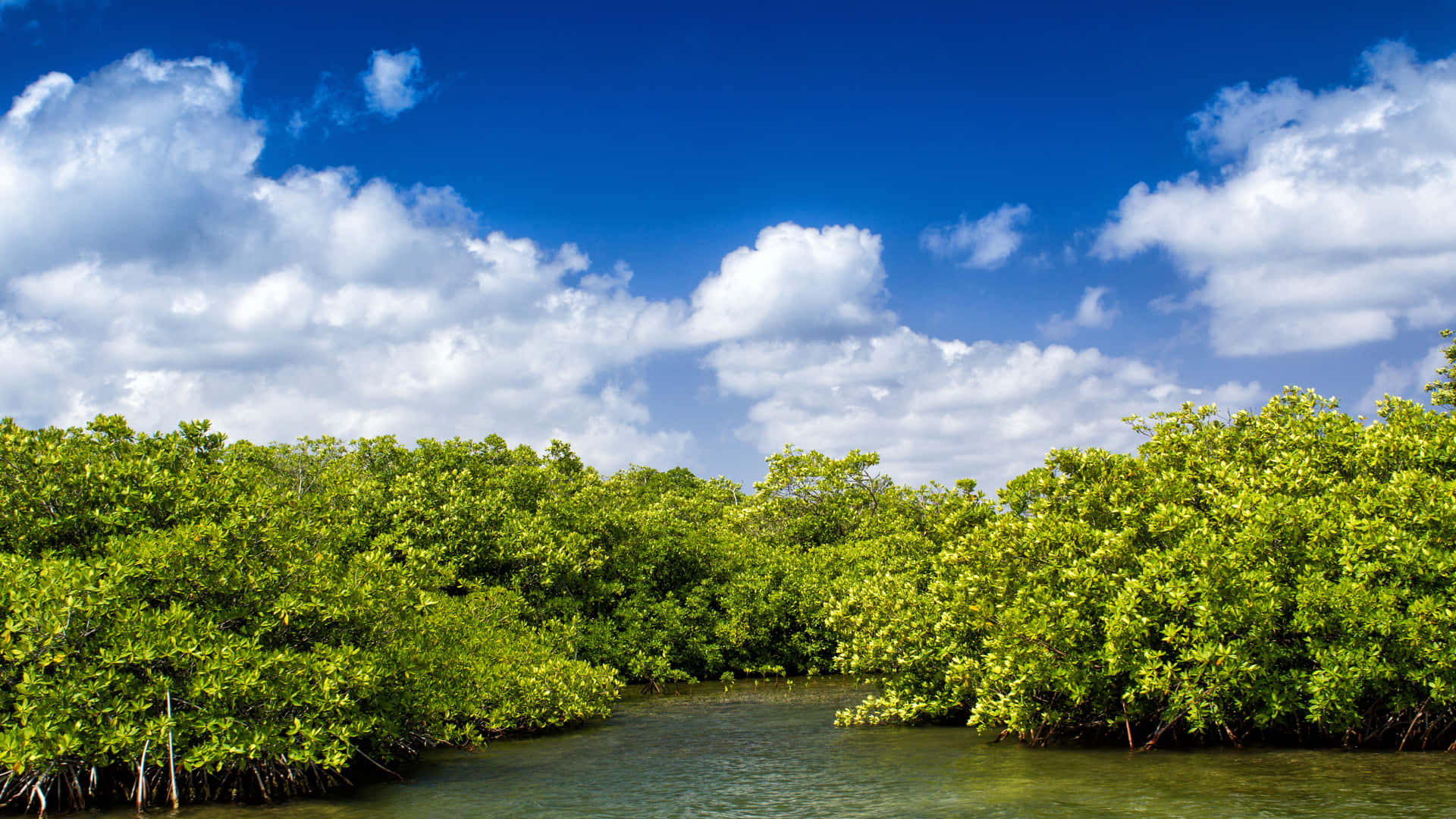 Unaforesta Di Mangrovie Con Alberi