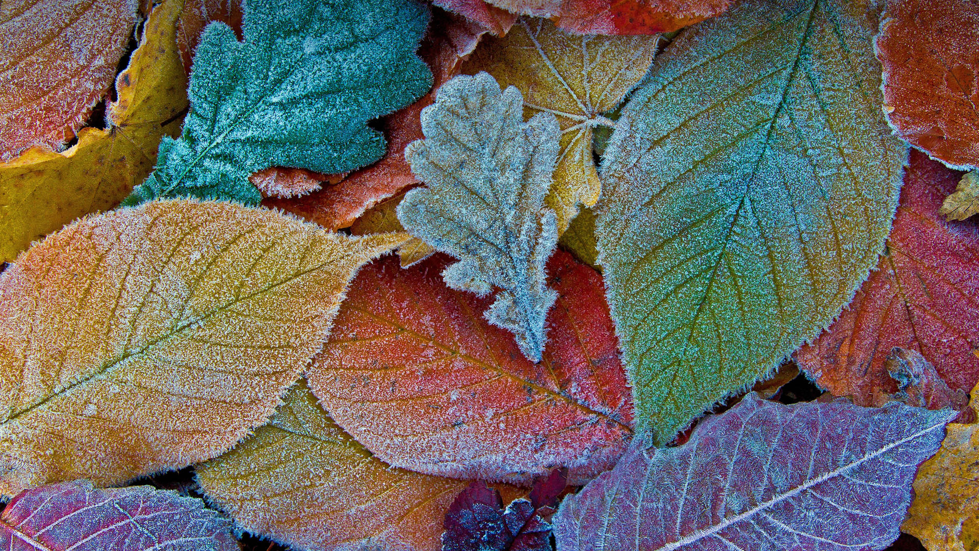 5k Hd Frosted Leaves Wallpaper